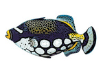 FISH NEWB
