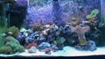 ReefWizard