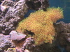 Lemonpeel