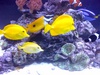 WestKYReef