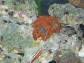 jrwoltman