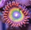 CoralQueen