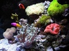reeftivo