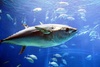 Big Tuna