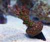 reefsurfing
