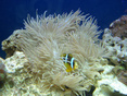 aquariaman