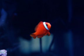 Droopster
