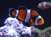 TFH John