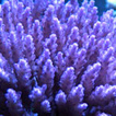 Fallens Reef