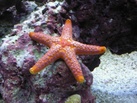 starfish2217