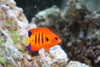 reefnewbie