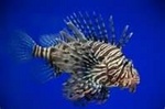 tangerA