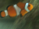 Smellsfishy1991