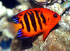 ReefRaider