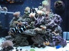 Unique Reefs