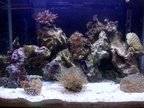 nemo723