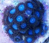 aquaponics