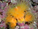 Stonefish13