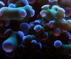 Doratus