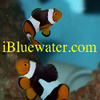 iBluewater