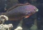 ZepQuarium