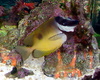 reef-er