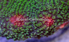 CoralCollection