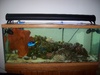 AquariumJunkie