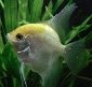 SusanFish