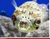 monster