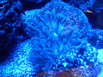 NITTINID