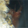 blackreef13
