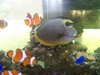 cobracop