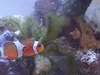 reefwhisperer