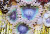 teeb