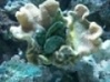 saltyfish808