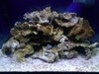 ctfishguy75