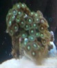 KaiserReef