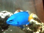 ferretfish