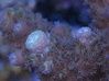 AcroholicReefer