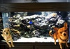 Reef Queen