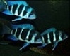 mamafish