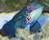 vdantoni