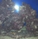 ao72689