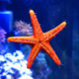 LittleFishy