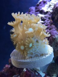 VeloceReef