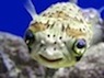 Seems fishy