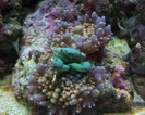 reefnJeff