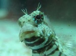 PawPawBlenny