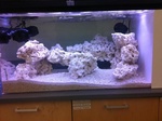 GSUBiology